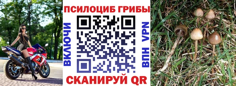 закладка  Бердск  Галлюциногенные грибы Psilocybe 